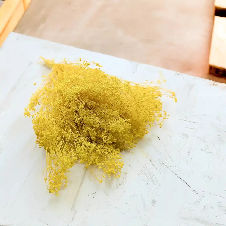 Broom Bloom żółty 2.jpg