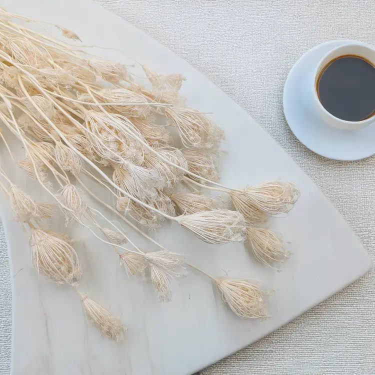 Koper włoski bielony suszony fennel 1.png