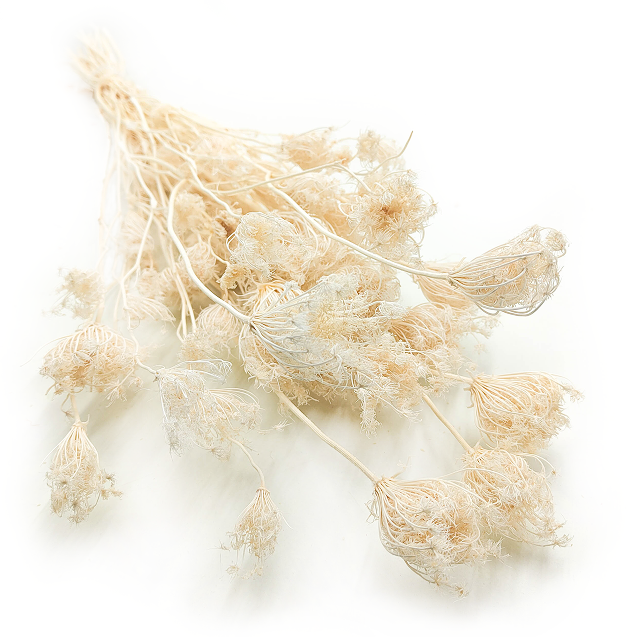 Koper włoski - Fenkuł - (Fennel) - Bielony