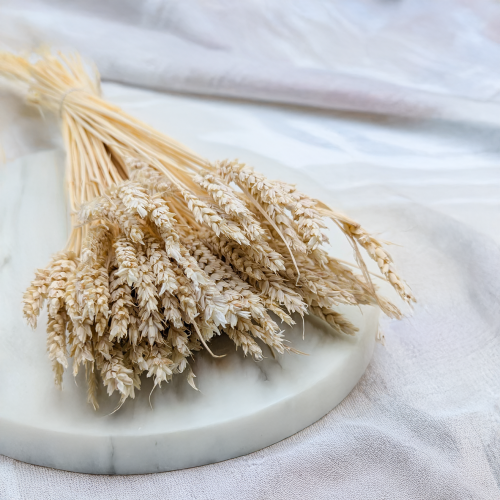 Pszenica suszona bielona 1.png