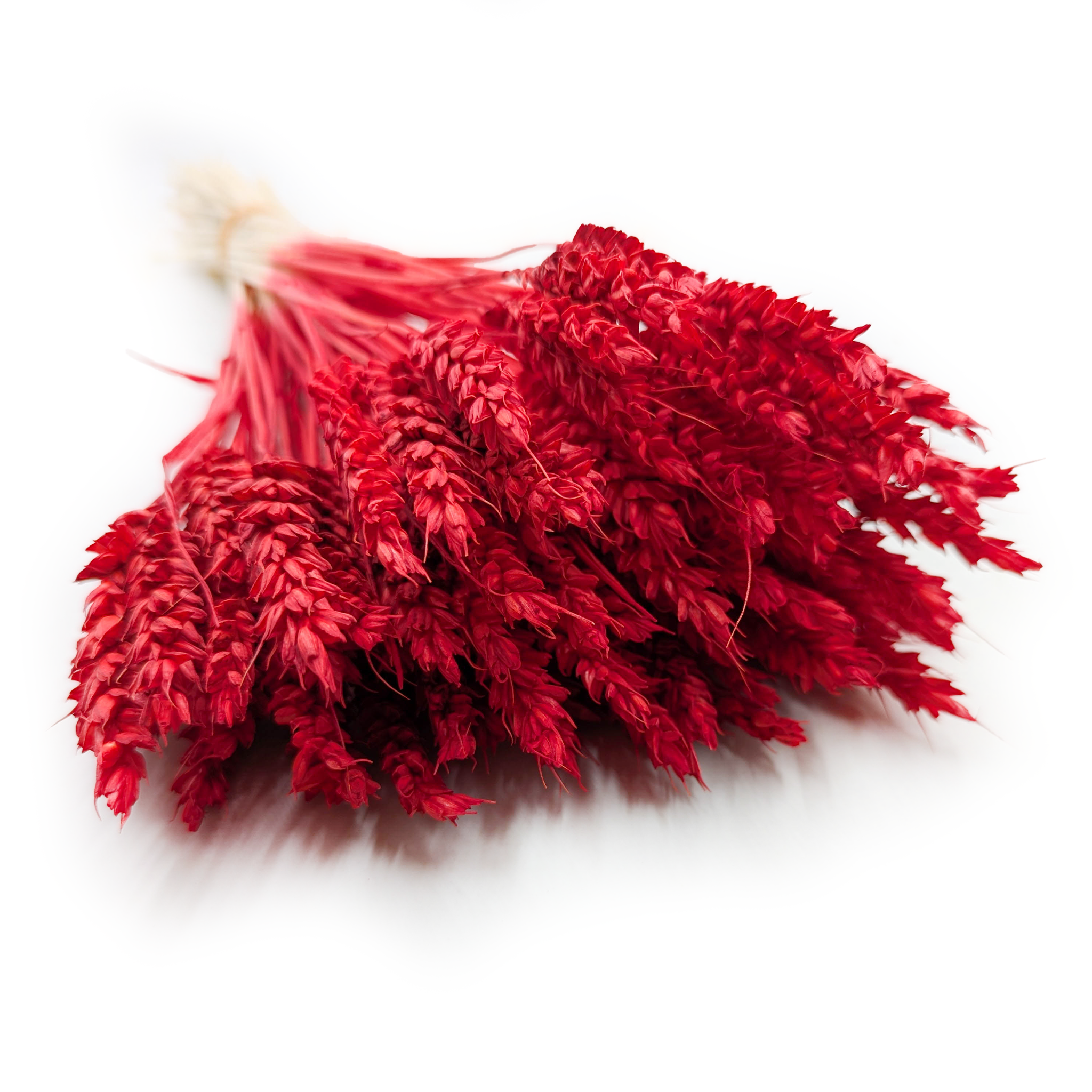 Suszona pszenica - Czerwona