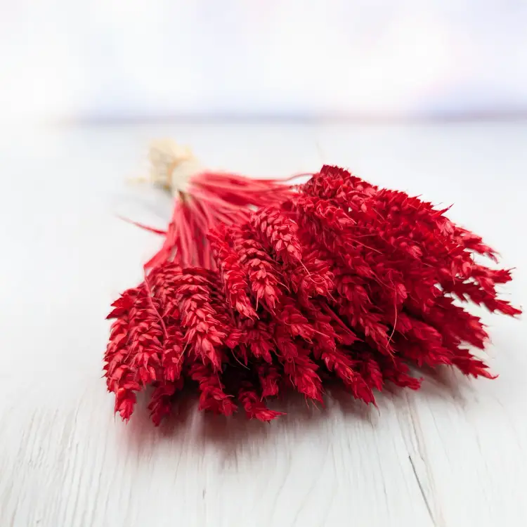 Pszenica suszona czerwona 2.png