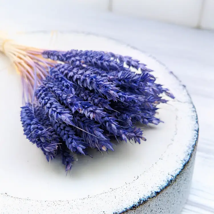 Pszenica suszona granatowa 1.png