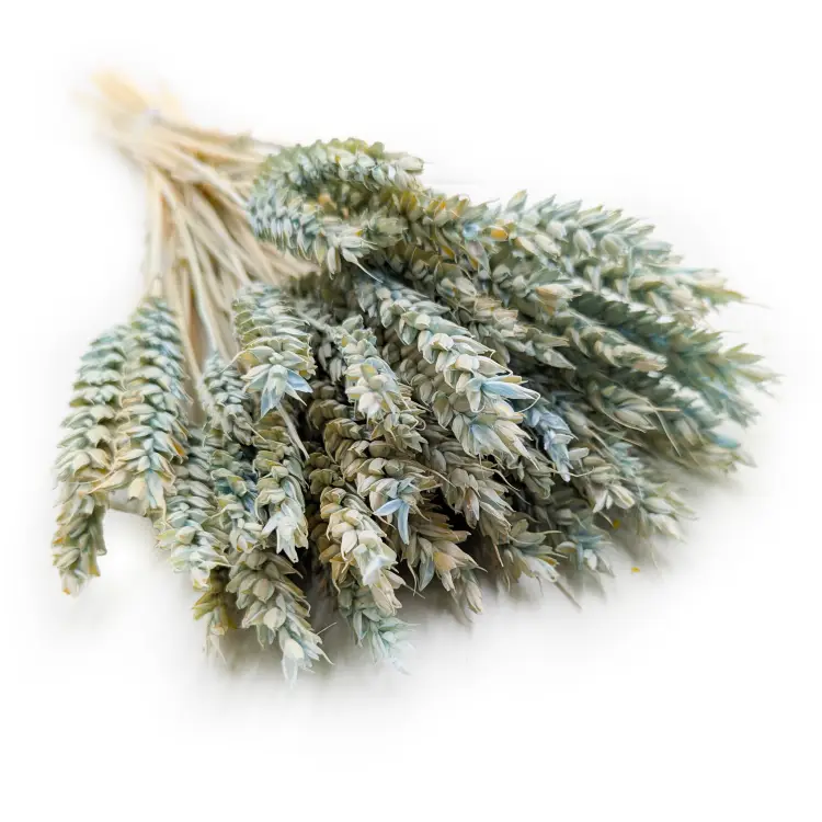 Pszenica suszona miętowa kłosy.png