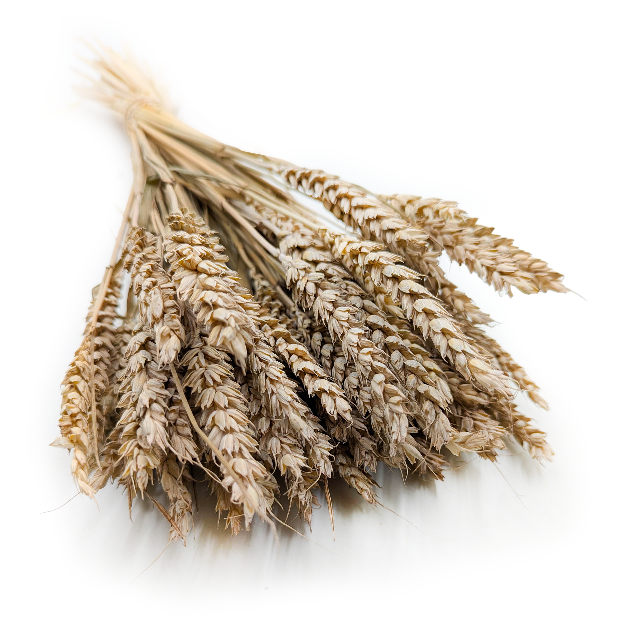 Suszona pszenica - Naturalna