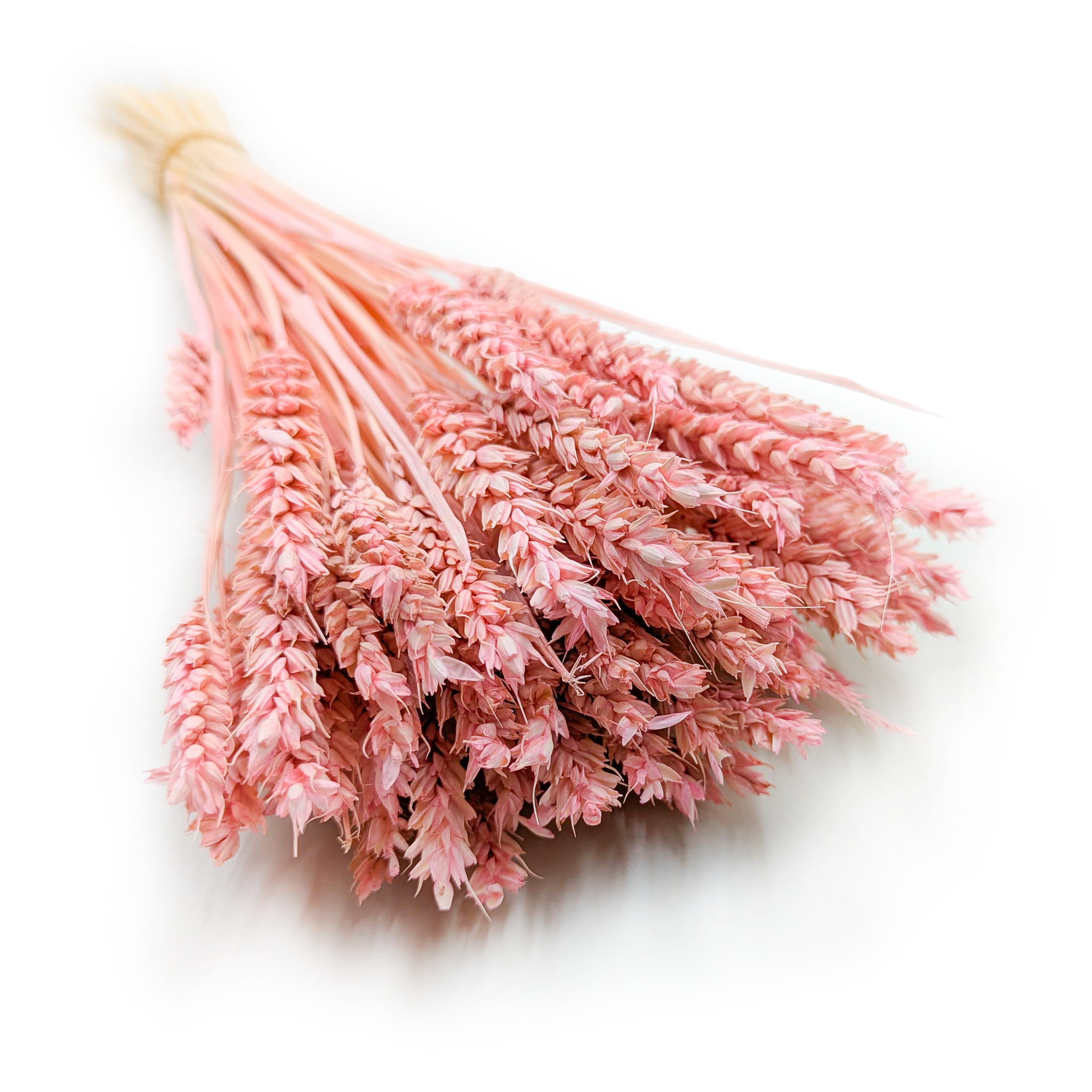 Suszona pszenica - Różowa