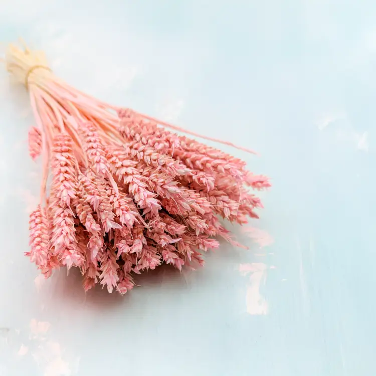 Pszenica suszona różowa 1.png