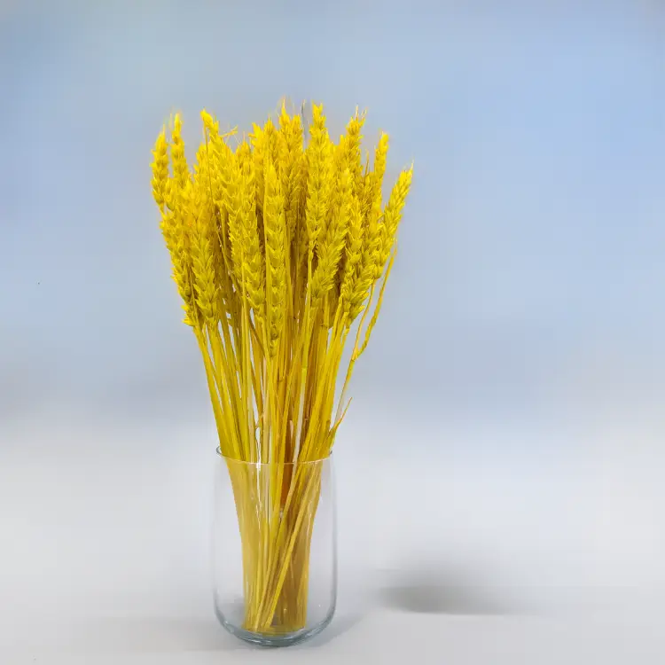 Pszenica suszona żółta 4.png