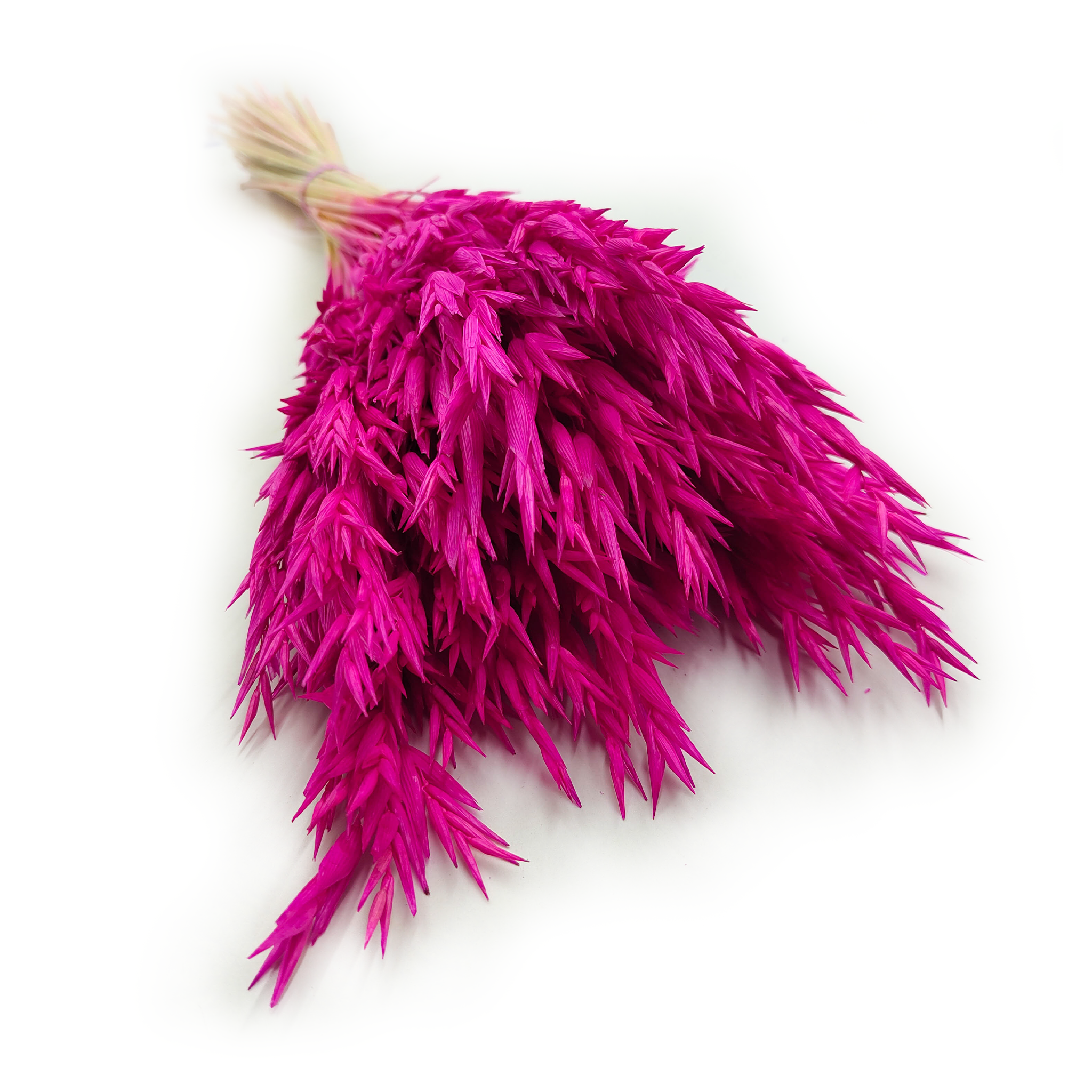 Owies Suszony - Amarantowy