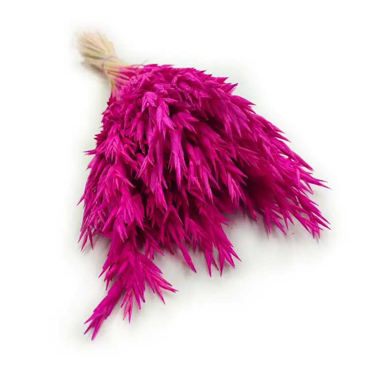 Owies suszony amarantowy 5.png