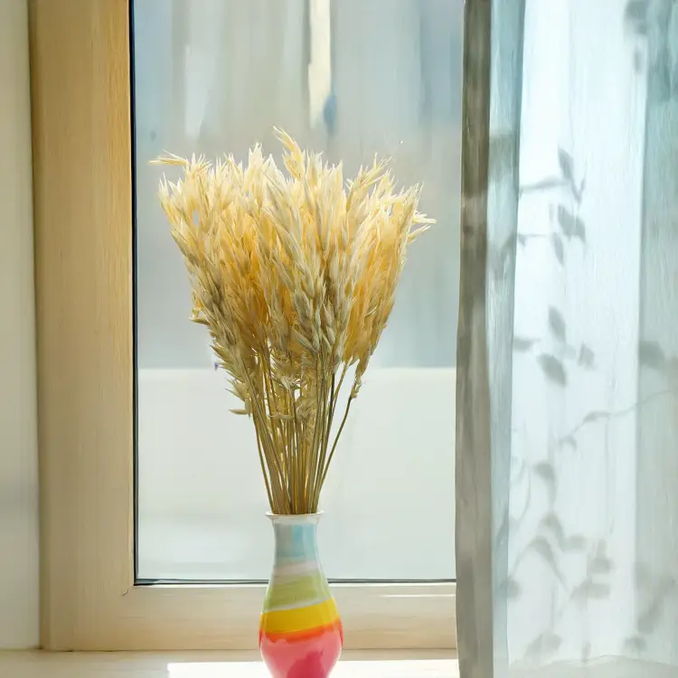 Owies susozny bielony 3.png