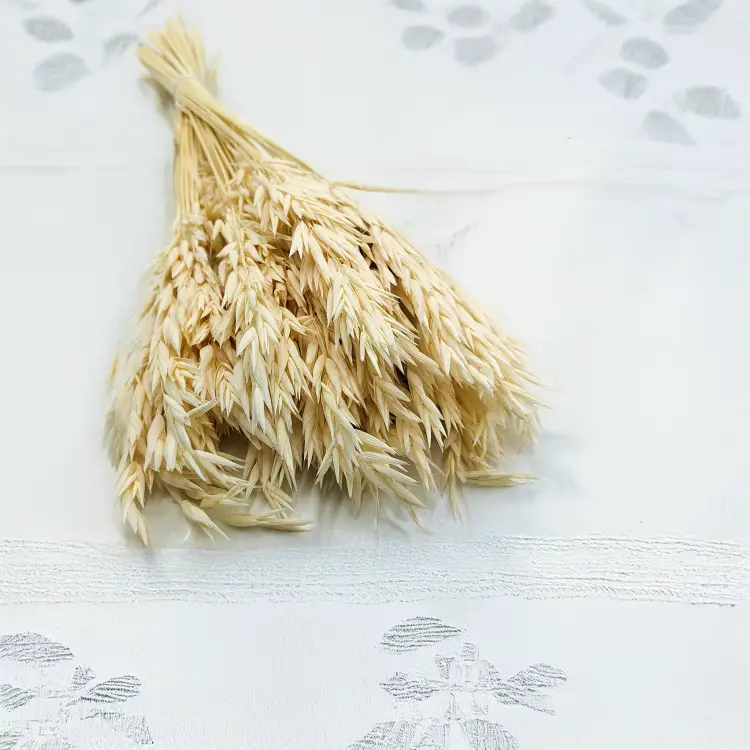 Owies susozny bielony 4.png