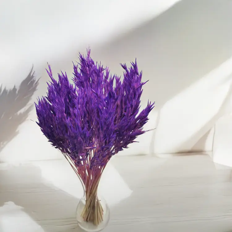 Owies suszony fioletowy 3.png