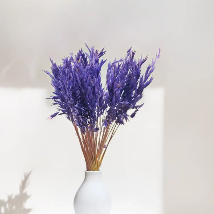 Owies suszony granatowy 3.png