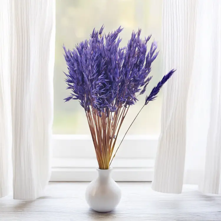 Owies suszony granatowy 4.png