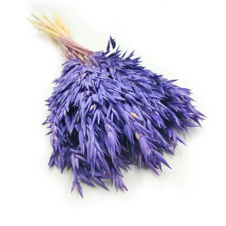 Owies suszony granatowy 5.png