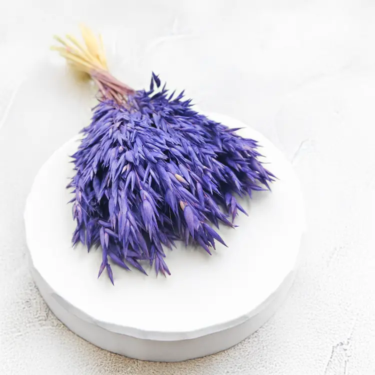 Owies suszony granatowy.png