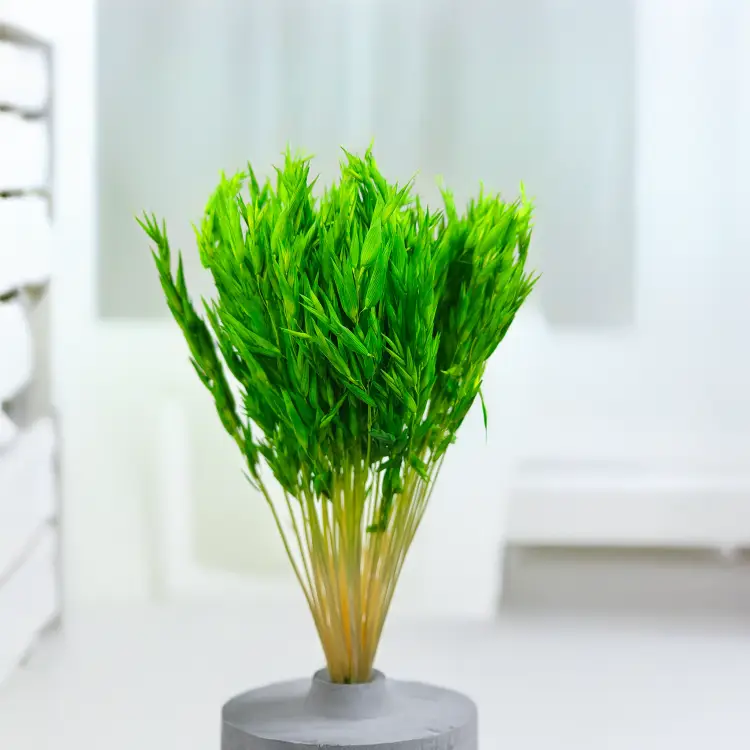 Owies zielony suszony.png