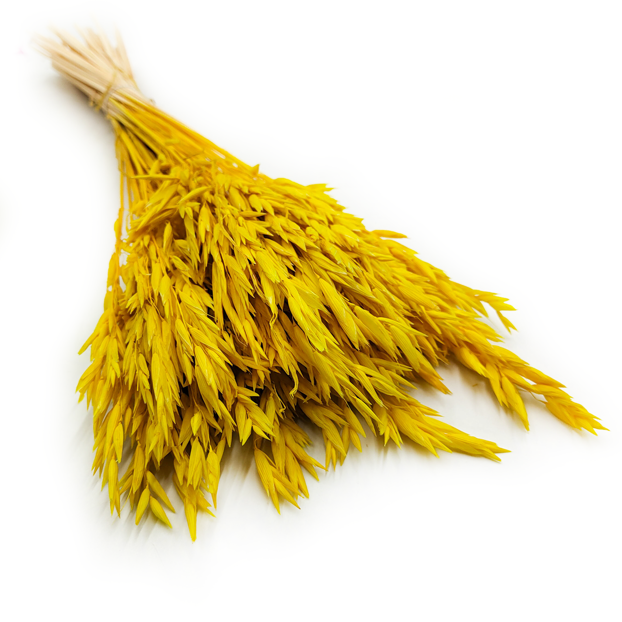 Owies Suszony – (Avena sativa) – Żółty