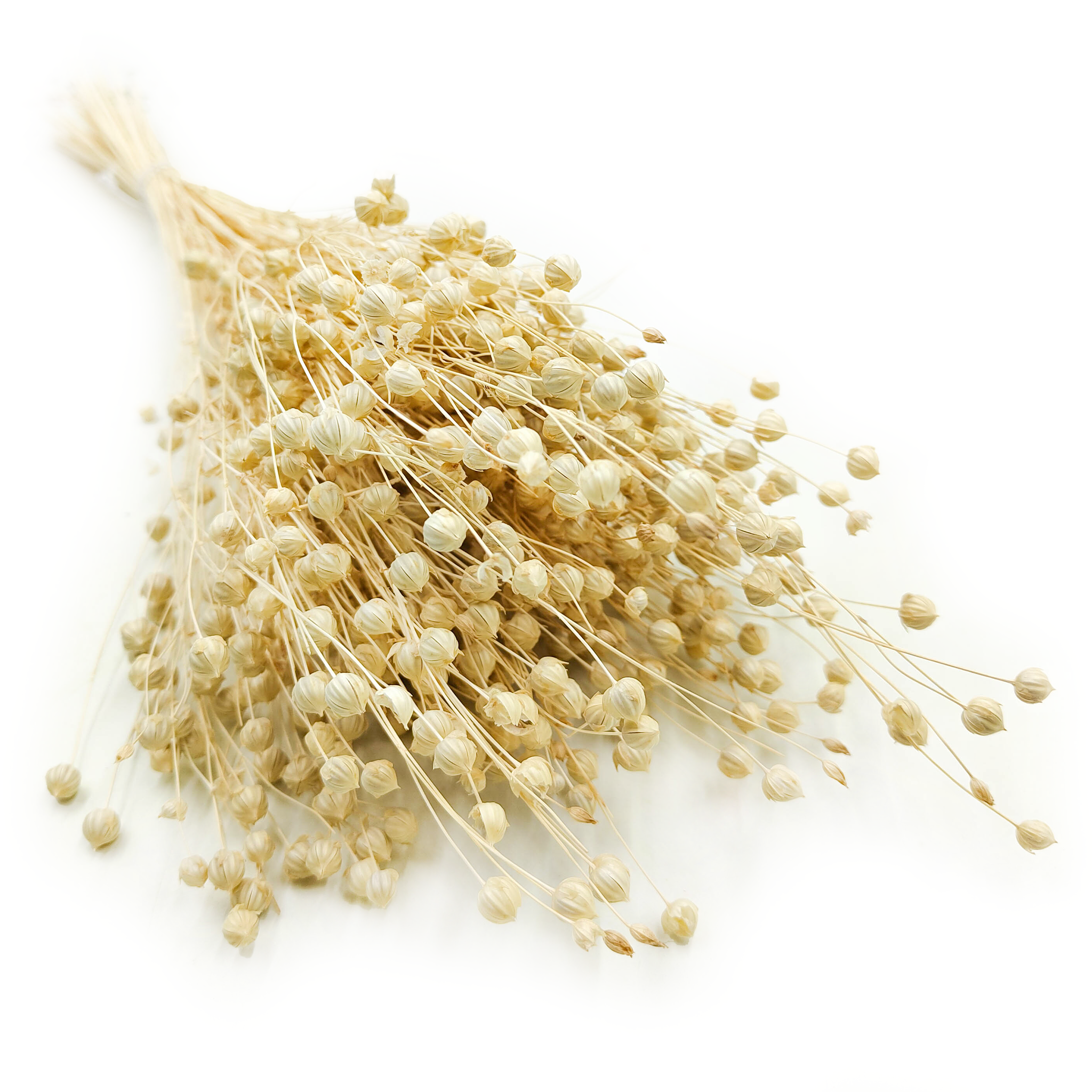 Len Suszony - Bielony