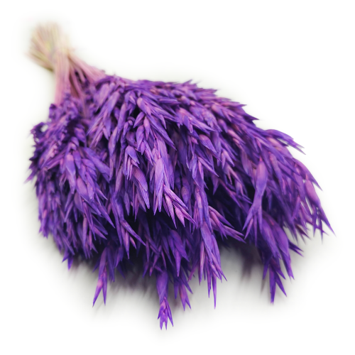 Owies suszony fioletowy 5.png