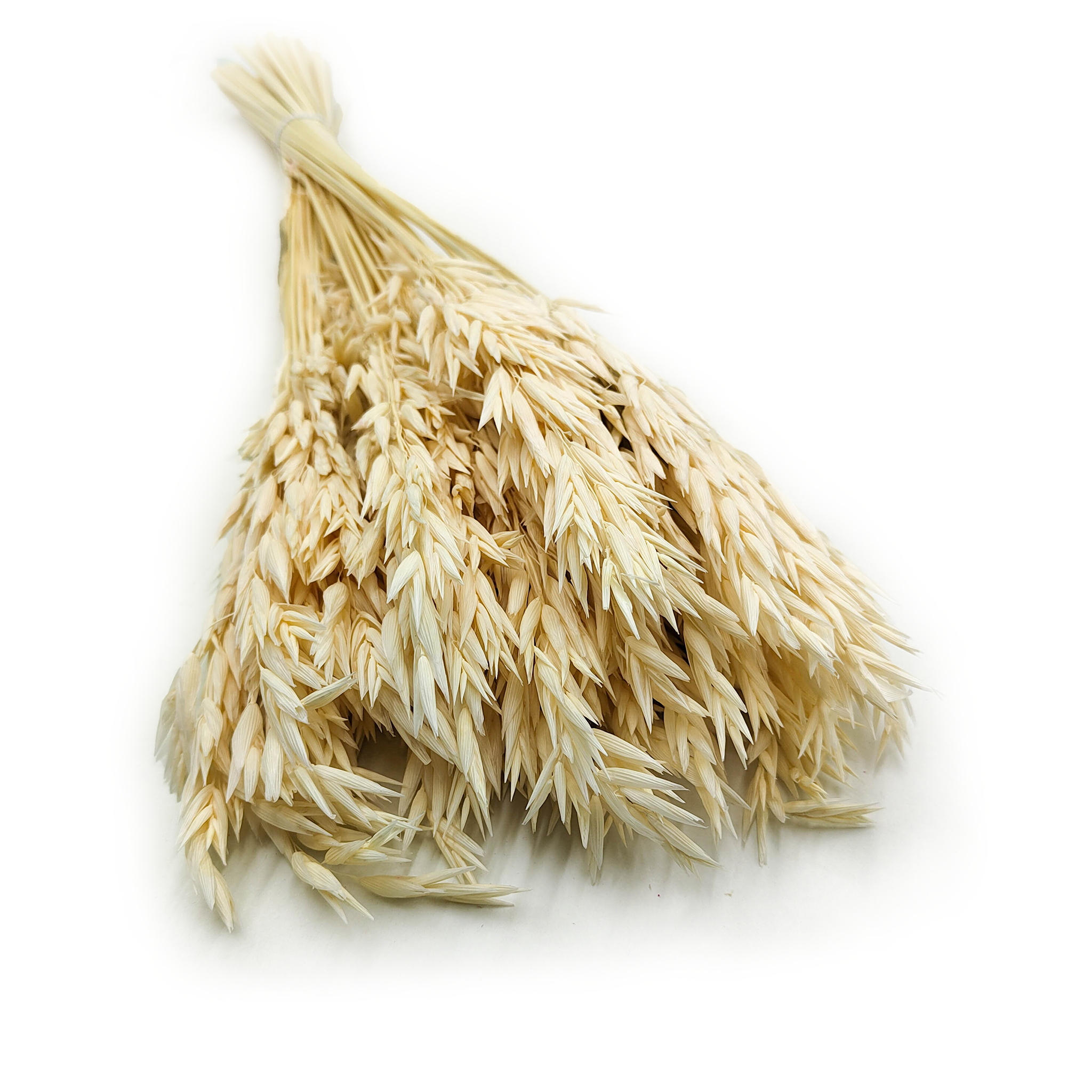 Owies Suszony – (Avena sativa) – Bielony