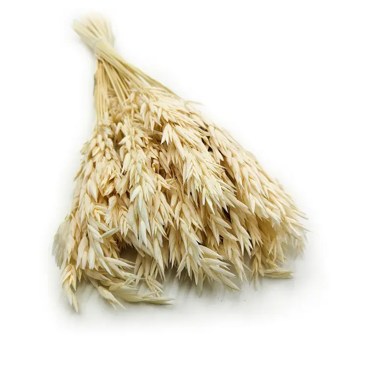 Owies bielony susozny bukiet susz.png