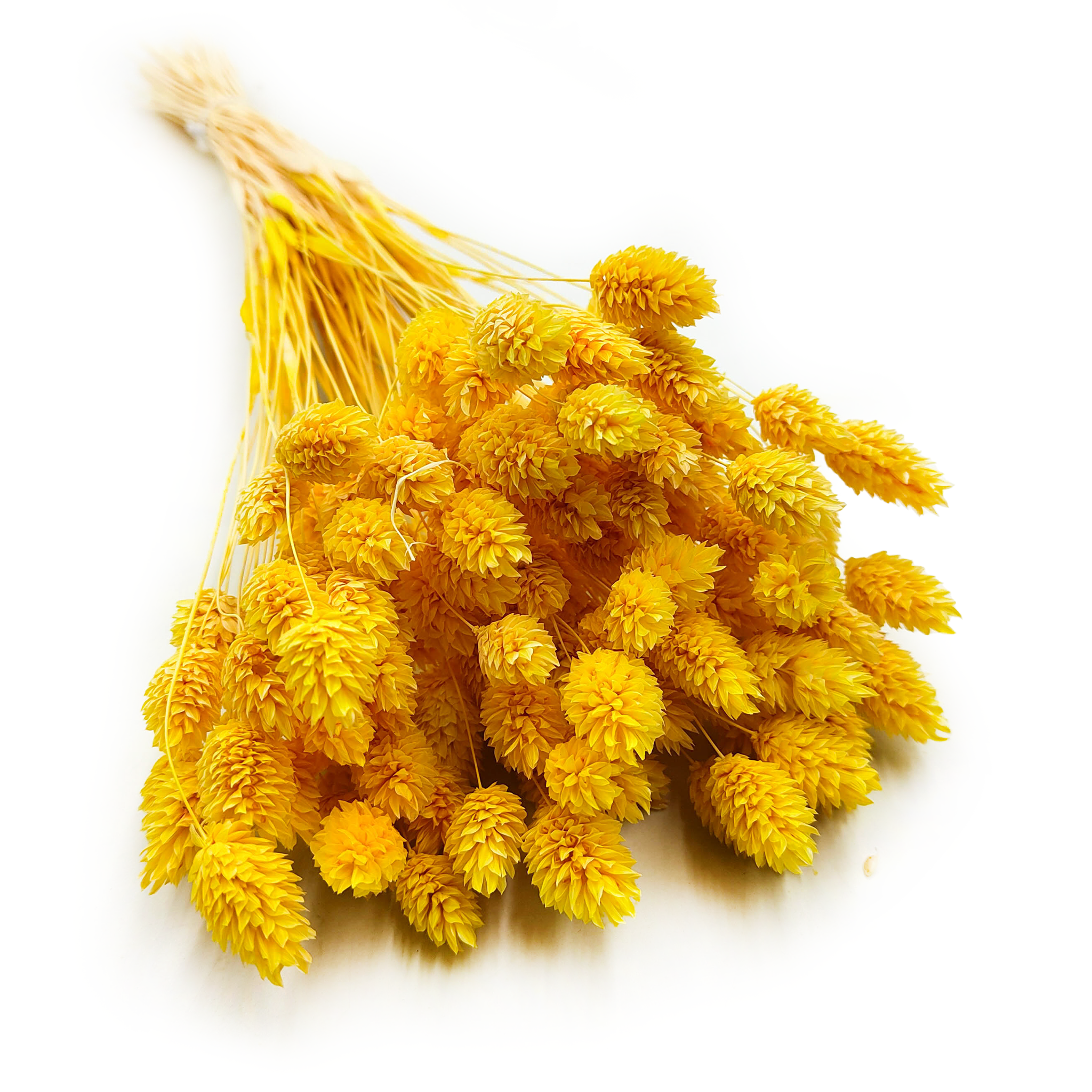 Suszony Phalaris - Kanar - (Mozga kanaryjska) - Żółty