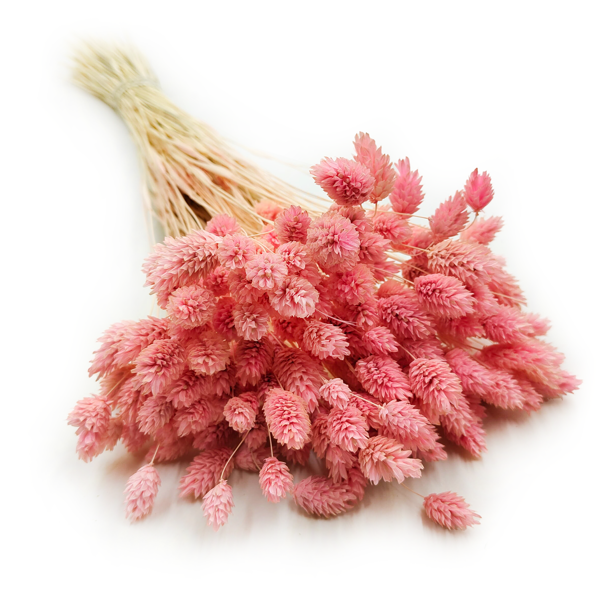 Suszony Phalaris - Kanar - (Mozga kanaryjska) - Jasno Różowy