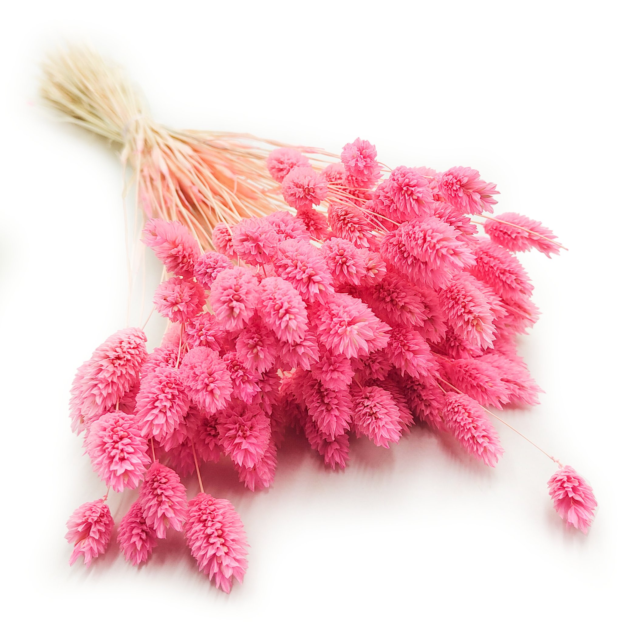 Suszony Phalaris - Kanar - (Mozga kanaryjska) - Różowy