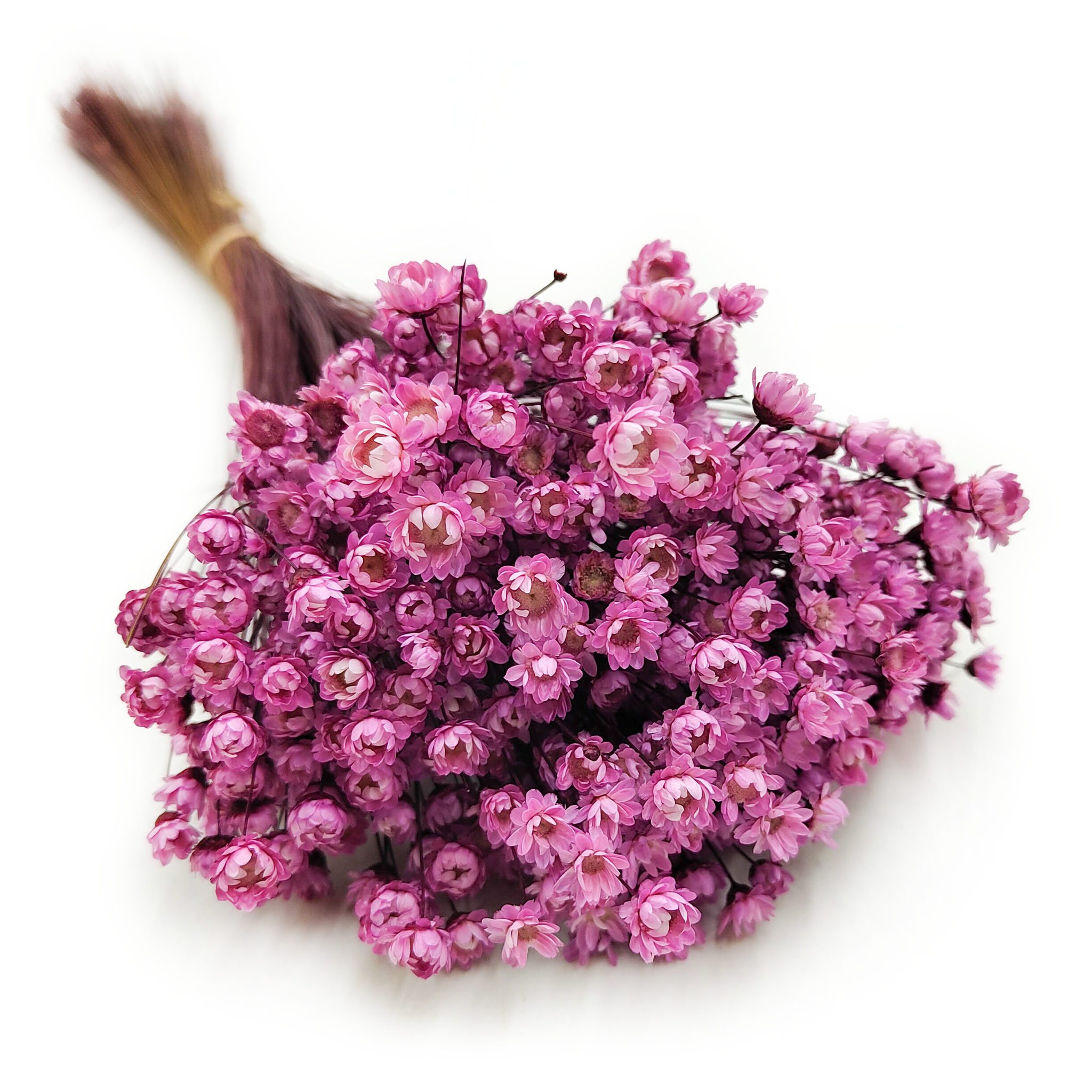 Glixia Suszona - (Gliksja Comanthera) - Różowa