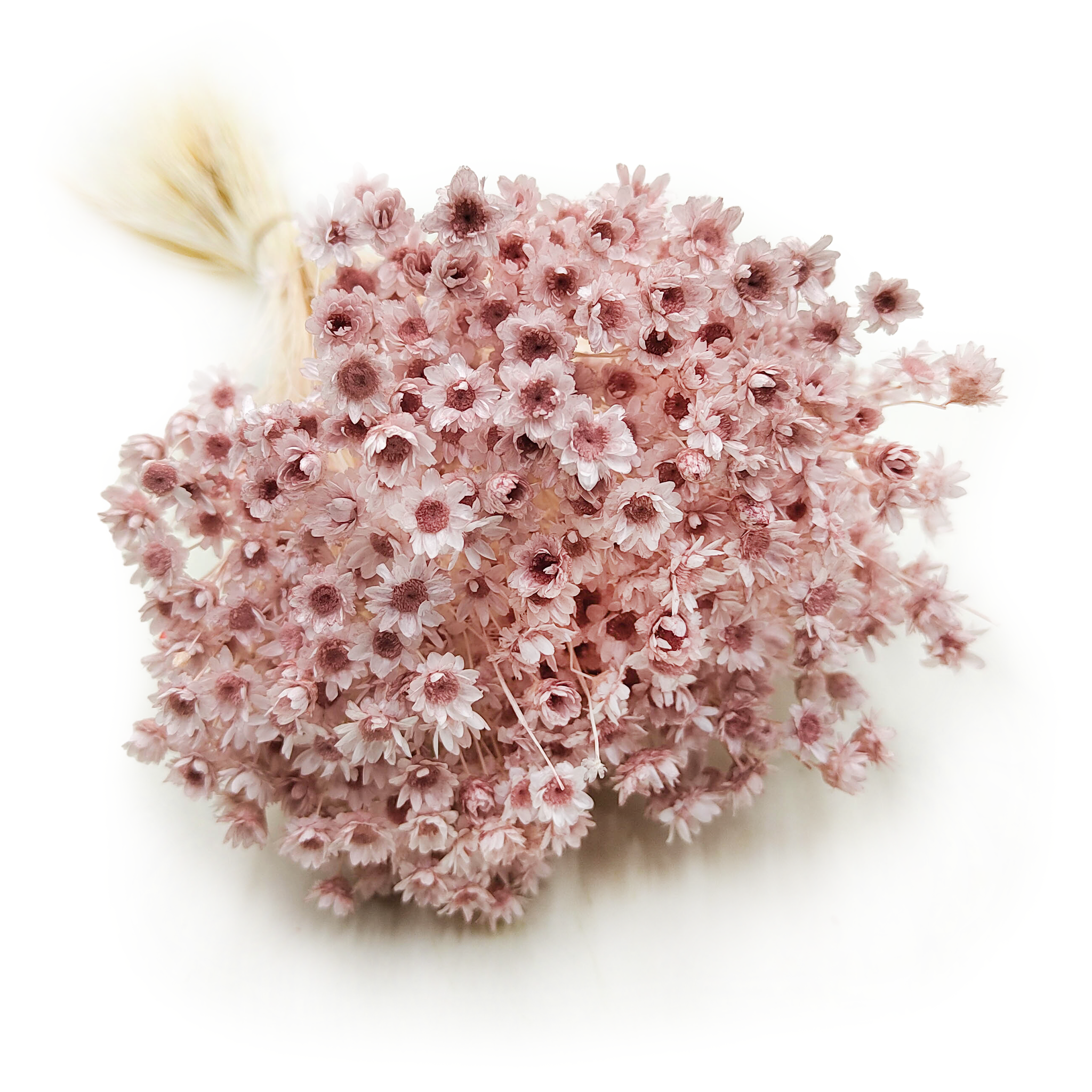 Glixia Suszona - (Gliksja Comanthera) - Pastelowa Różowa