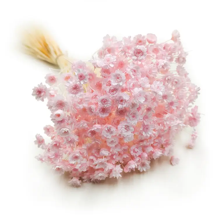 Glixia Jasnoróżowa gliksja suszona kwiaty suszone bukiet 50g_40 5.png