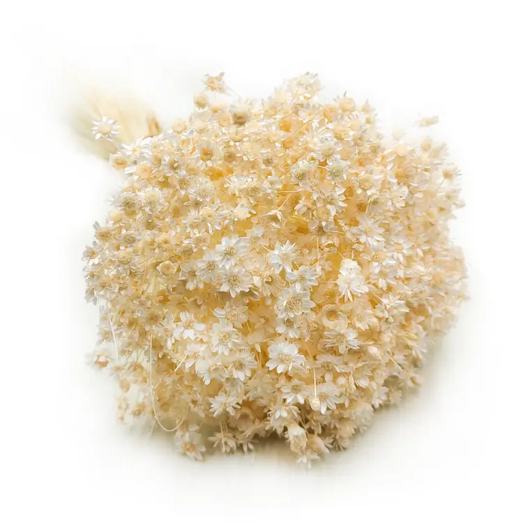 Glixia Kremowa gliksja suszona kwiaty suszone bukiet 50g_F10 5.png