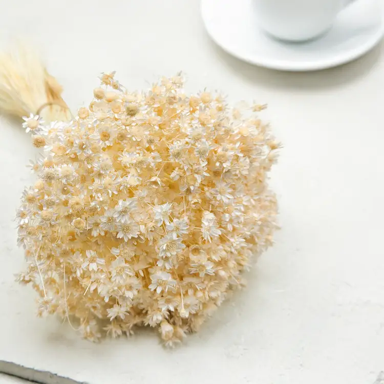 Glixia Kremowa gliksja suszona kwiaty suszone bukiet 50g_F10 4.png