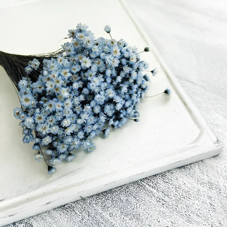 Glixia Niebieska gliksja suszona kwiaty suszone bukiet 50g_78 1.png