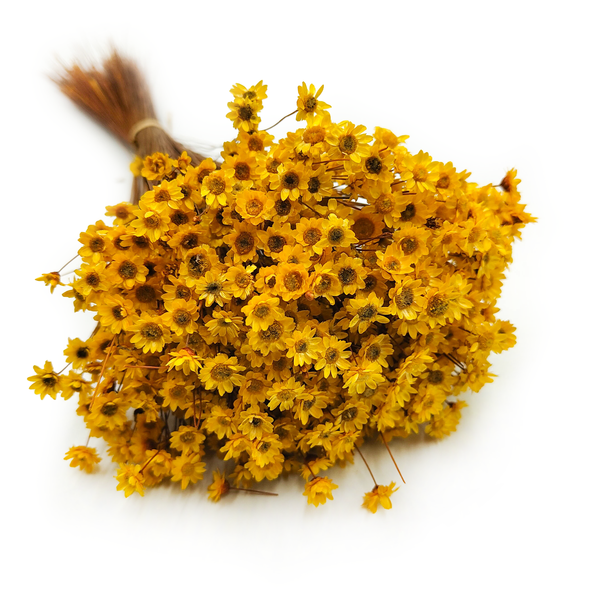 Glixia Suszona - (Gliksja Comanthera) - Żółta