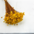 Glixia Żółta gliksja suszona kwiaty suszone bukiet 50g_12 4.png