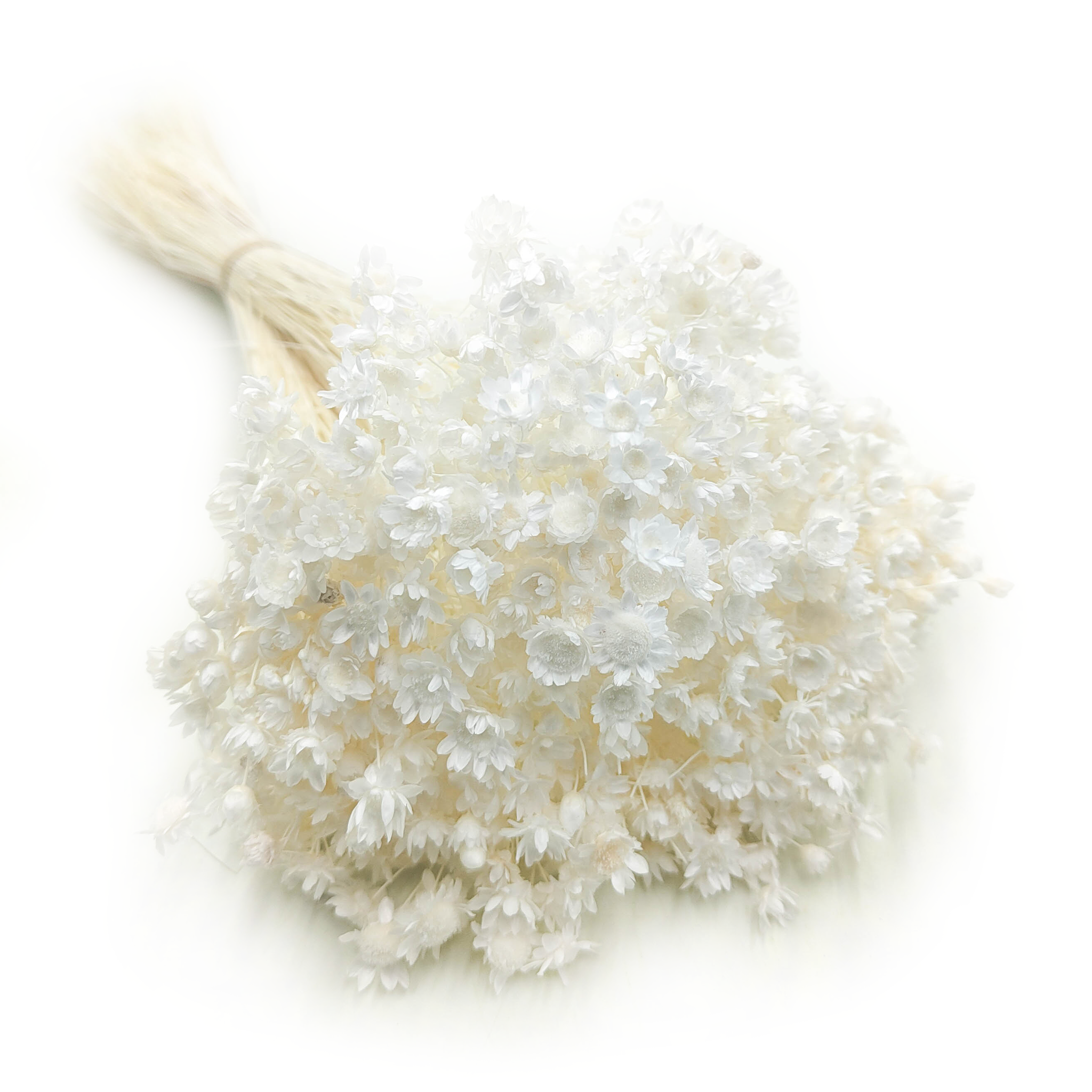 Glixia Suszona - (Gliksja Comanthera) - Bielona