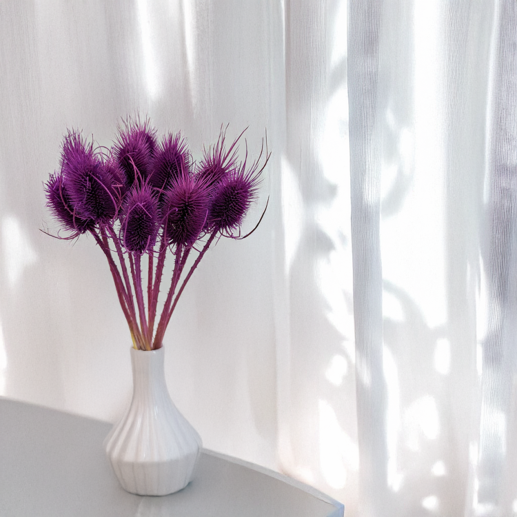 Oset fioletowy 5.png