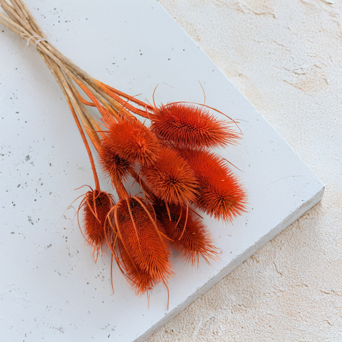 Oset pomarańczowy 2.png