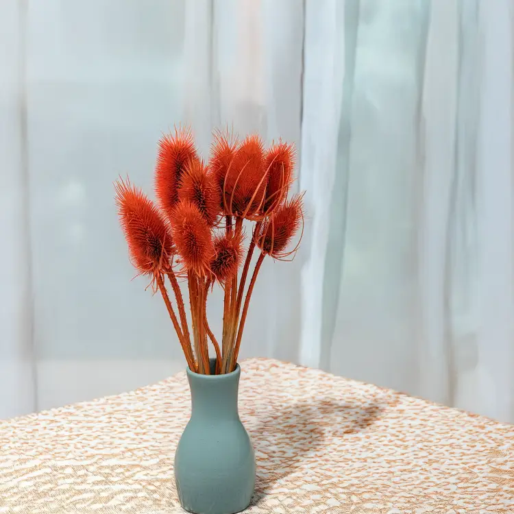 Oset pomarańczowy 4.png