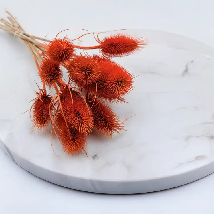 Oset pomarańczowy 1.png