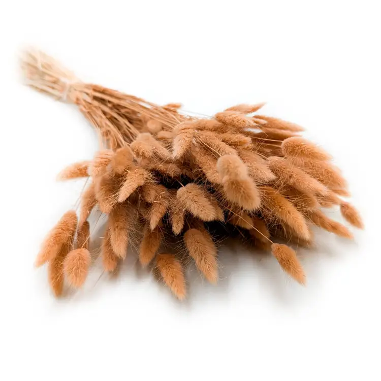 Lagurus dmuszek jajowaty suszony Orzechowy.png