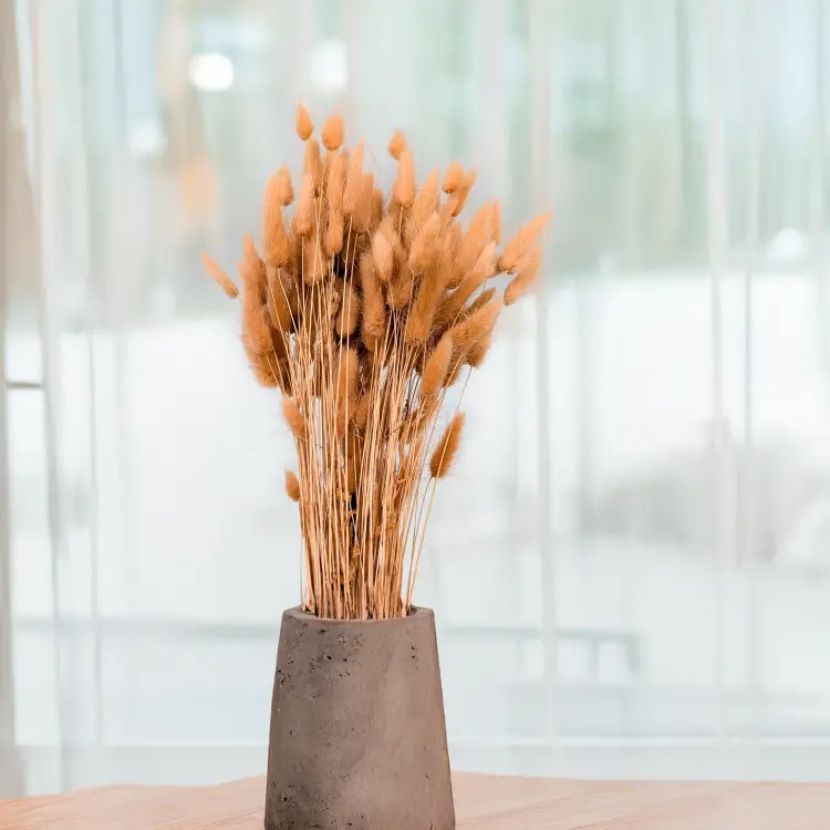 Lagurus dmuszek jajowaty suszony Orzechowy 1.png