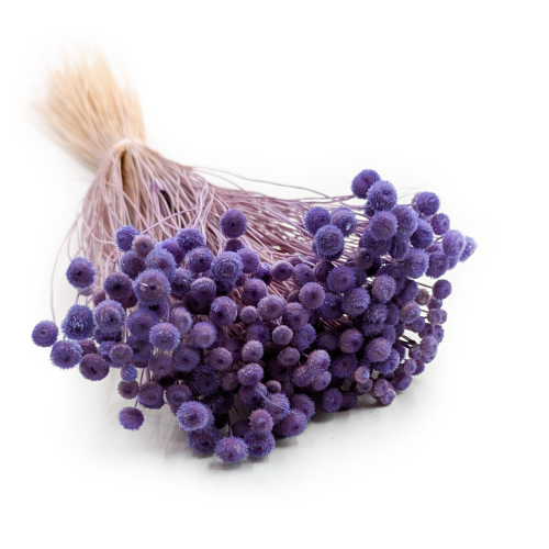 Amarelinho Lawendowe.png