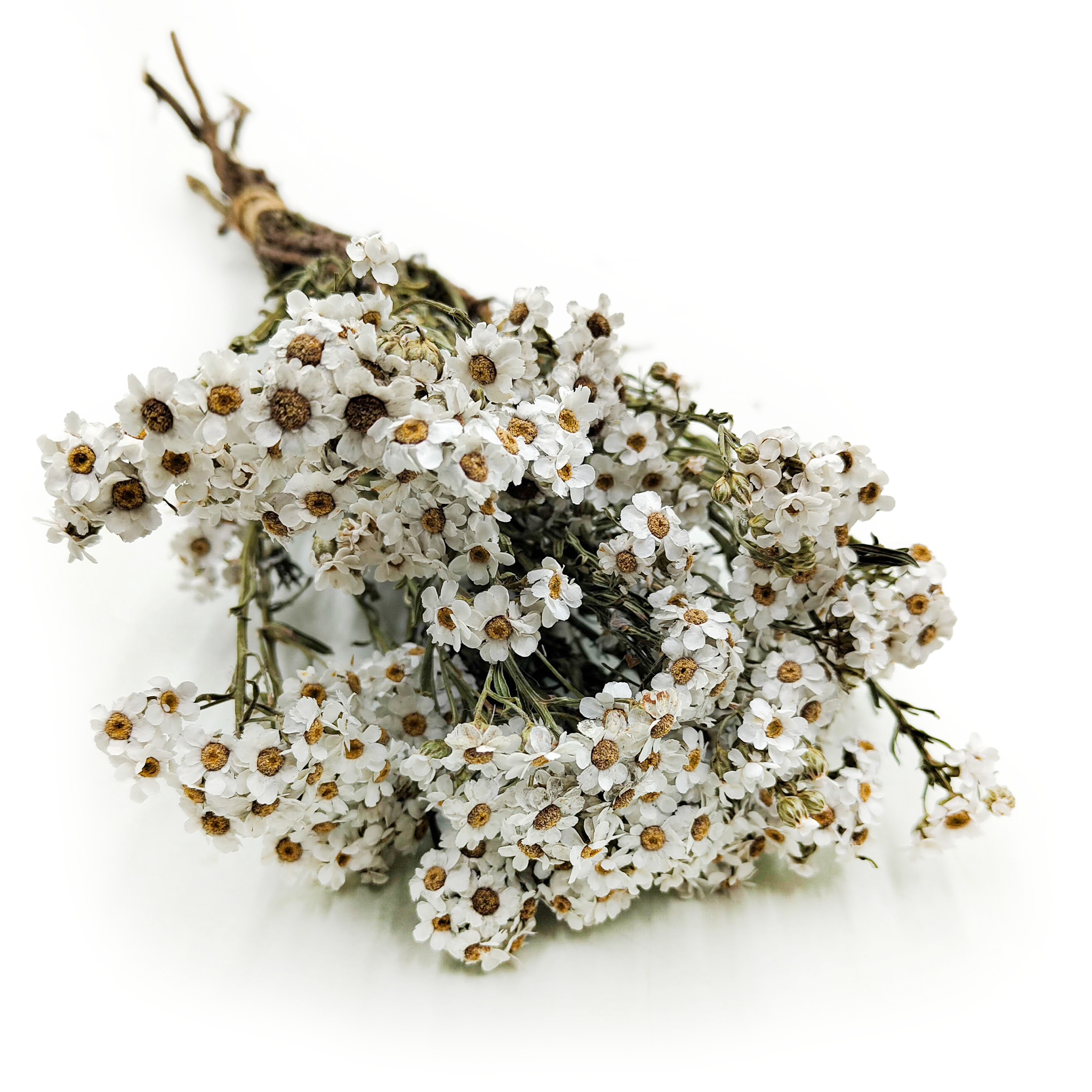 Oxodia Suszona - Naturalna Biała