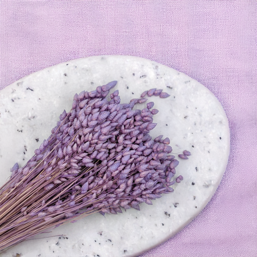 Briza Maxima lawendowa 2.png