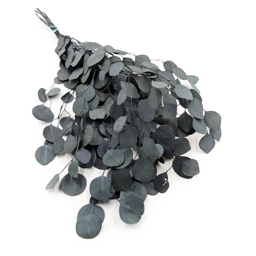 Eukaliptus Populus ES.png