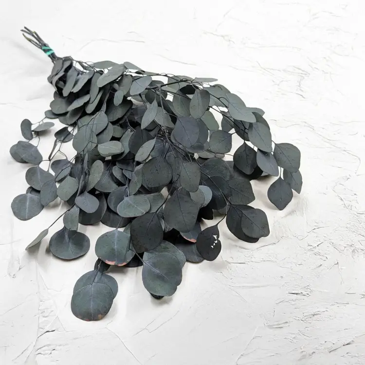 Eukaliptus Populus zielony.png